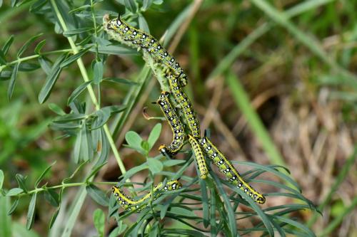 Hyles euphorbiae